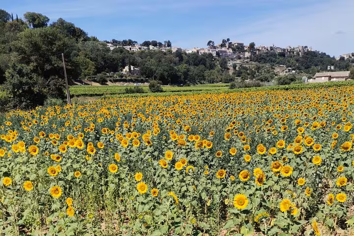 Sunflower field near a hilltop Luberon village, Provence countryside stop on South of France wine tour