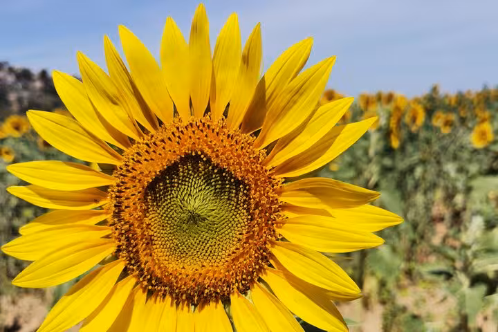 Close-up sunflower in a Luberon field, capturing sunny Provence scenery on a South France wine tour