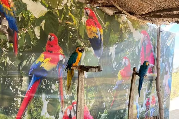 Colorful macaws perched in the aviary at Africano Park Alexandria on a private safari excursion from Cairo