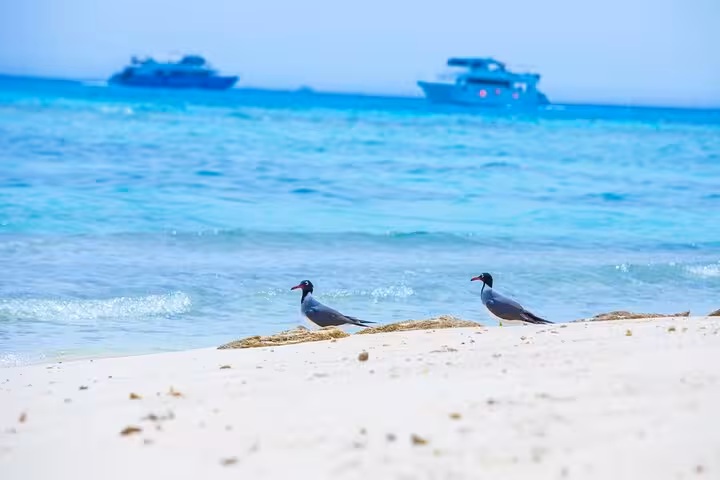 White sand beach and turquoise Red Sea at Mahmya Island, seen on private speedboat trip from Hurghada