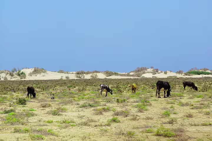 Grazing goats and cows on Maio island near sand dunes, scenic view on route during airport transfer to Calheta