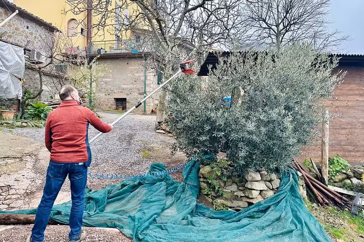 Man harvesting olives in a charming grove, showcasing the hands-on experience of the guided oil tasting tour.