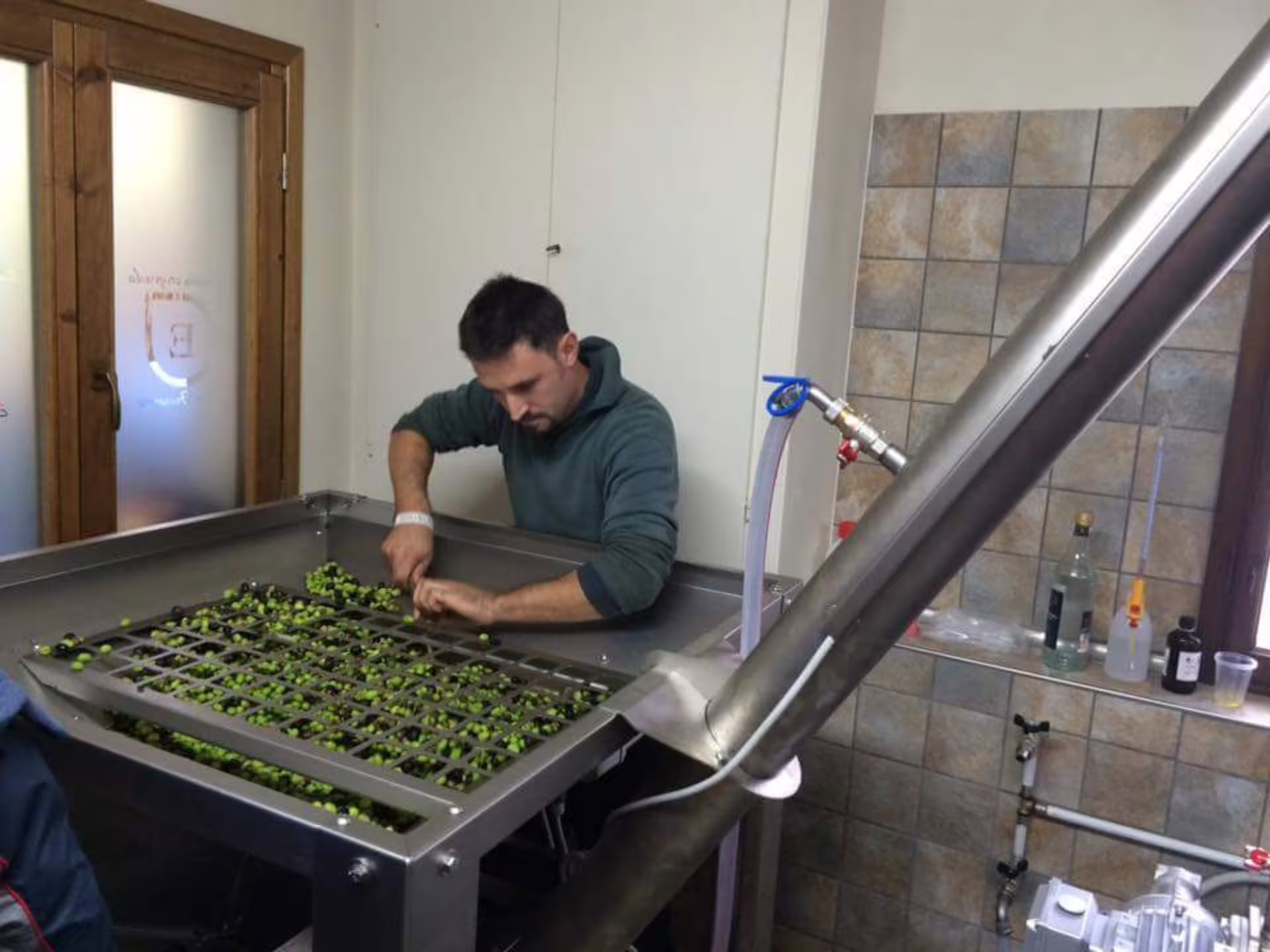 Man sorting olives in a modern mill during an engaging olive oil production tour near Pisa.