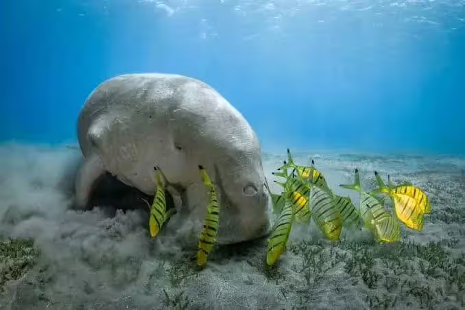Manatee grazing on seagrass with tropical fish in Port Ghalib, Red Sea snorkeling with dugongs