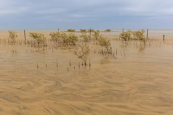 Mangrove trees in Ras Mohammed National Park lagoon on a half-day bus tour from Sharm El Sheikh