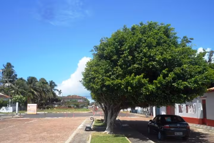 Shaded village street with large tree on Marajó Island, cultural stop on 3-day Amazon Delta adventure from Belém