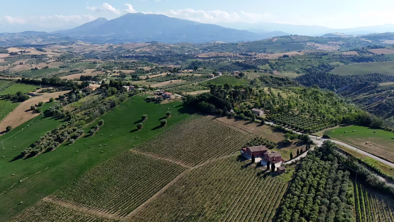Aerial view of Marche vineyards and olive groves near Cantina D'Erasmo, setting for wine tasting tour