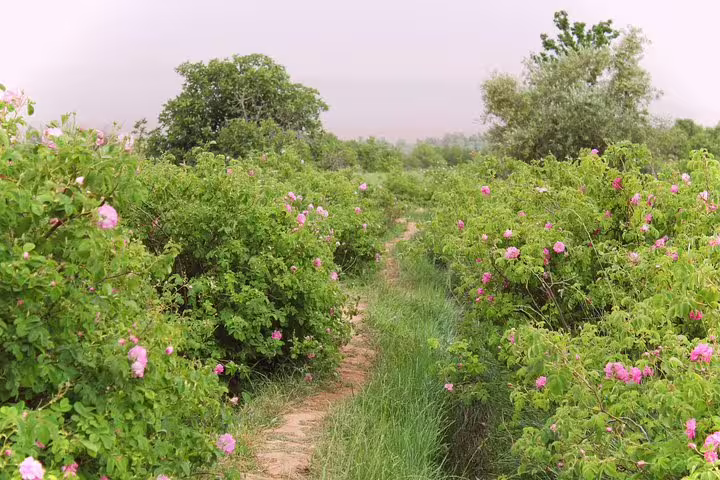 Scenic oasis trail with wild pink roses on the 3-day private desert tour from Marrakech to Fes