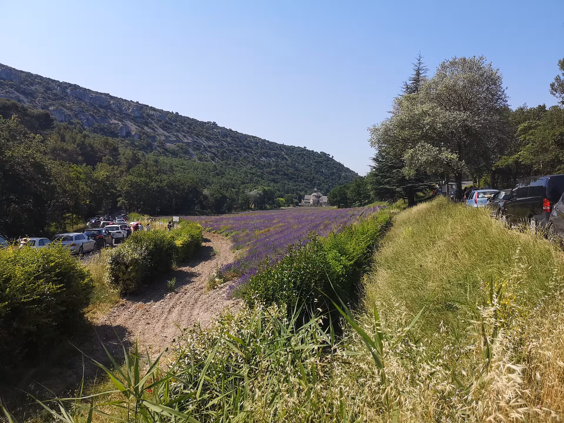 Provence lavender field viewpoint in the Luberon on a private Marseille shore excursion, with path and hills