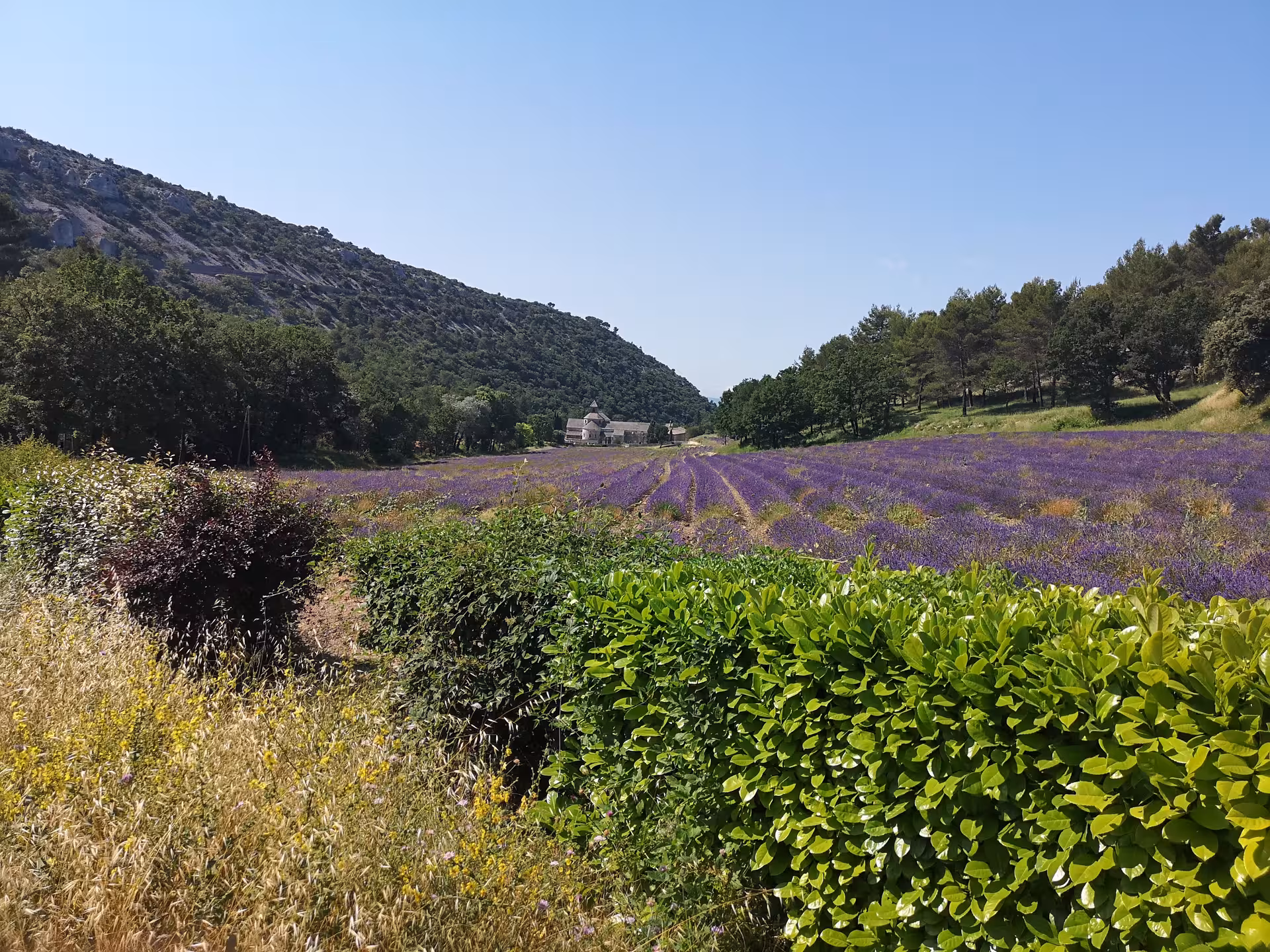 Lavender fields in Provence Luberon on a private Marseille shore excursion day trip, with mountains and farmhouse