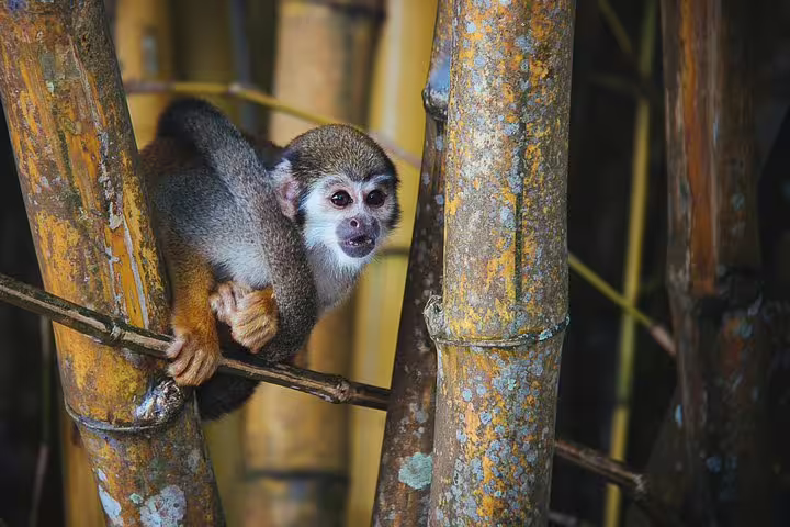 Playful monkey perched on bamboo, showcasing Amazon's rich wildlife near Amazon Mamori Lodge.