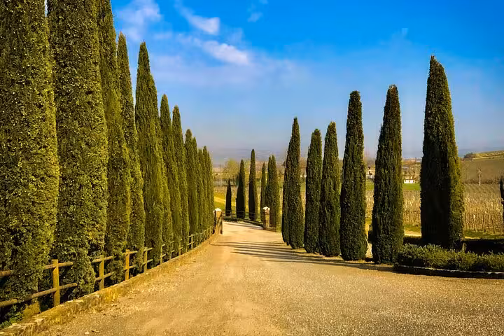 Charming cypress-lined road leading to a vineyard in Montalcino, Tuscany, perfect for a private day tour with lunch.