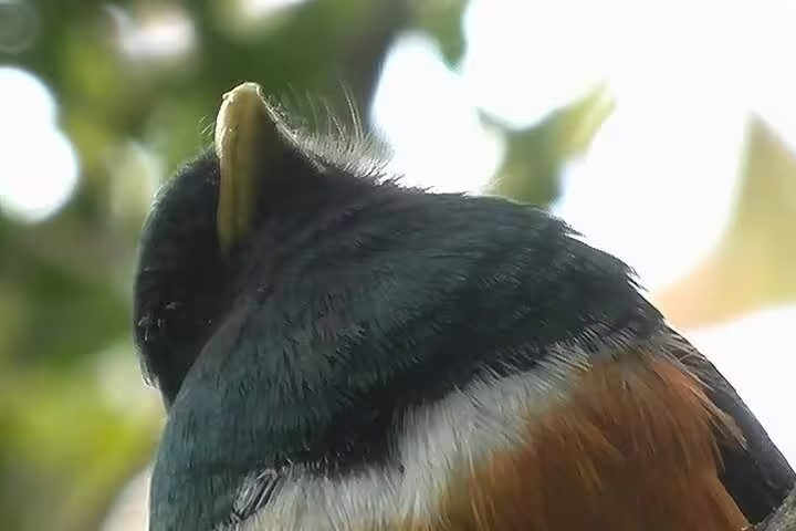A colorful bird with a striking beak seen from behind in Monteverde Cloud Forest.