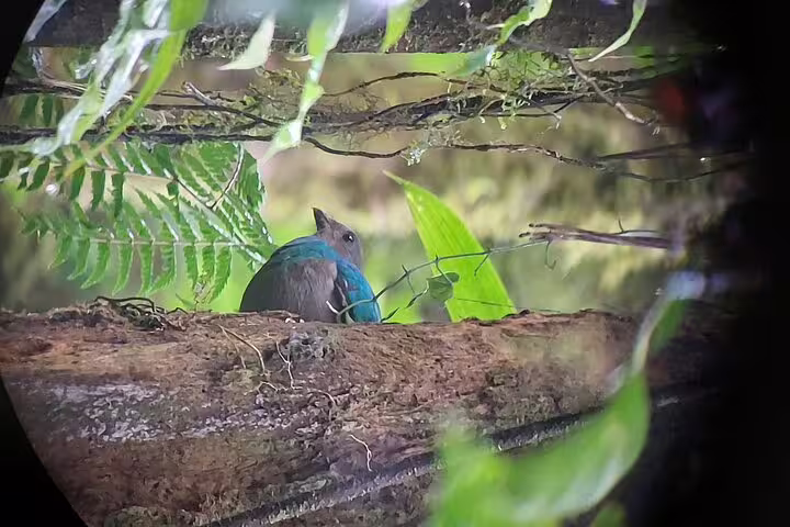 Colorful bird perched on a branch amidst lush greenery in Monteverde Cloud Forest, perfect for birdwatching tours.