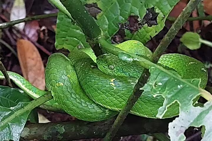 Vibrant green snake coiled on a branch in Monteverde Cloud Forest, showcasing rich biodiversity and wildlife.