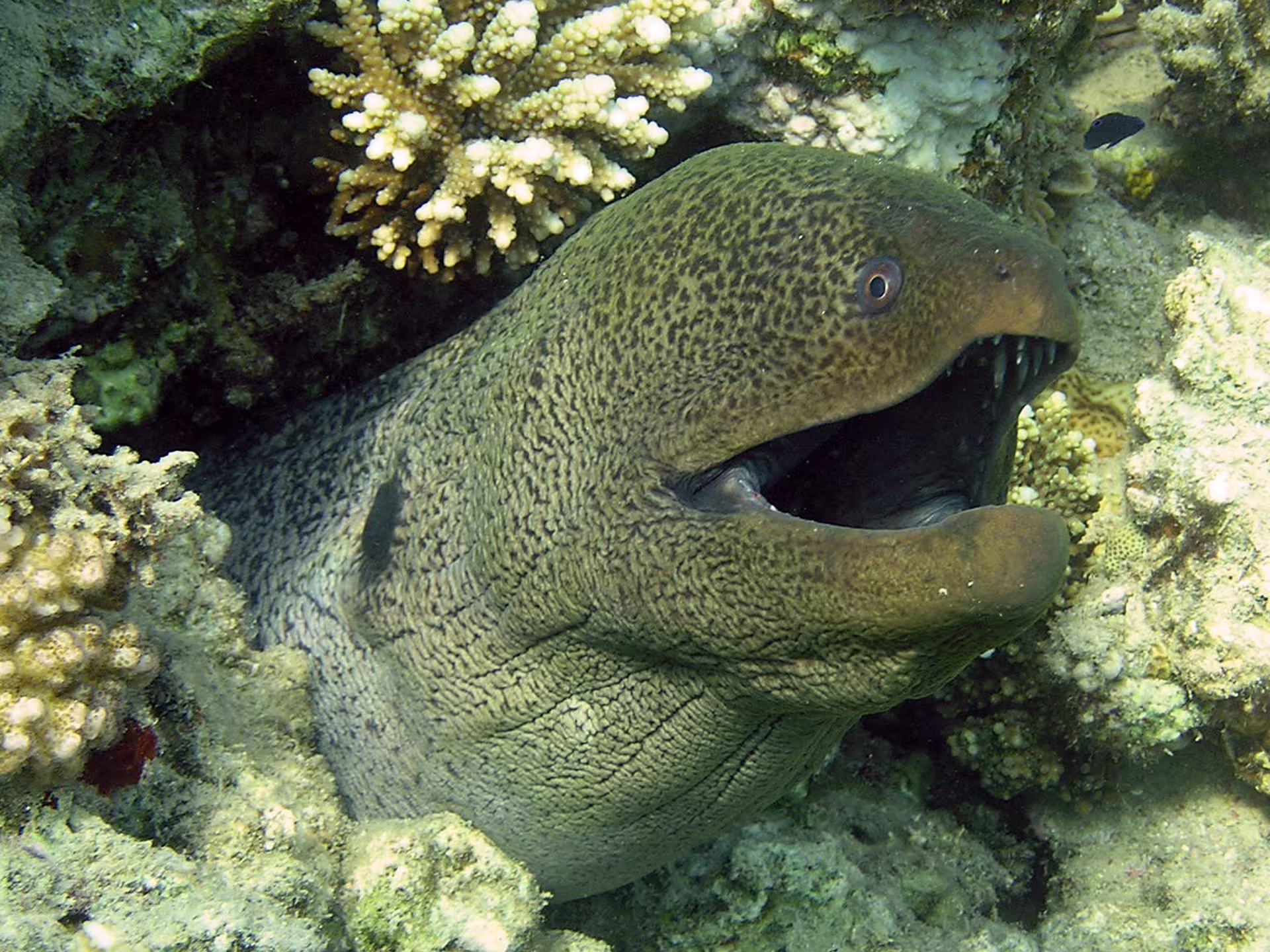 Giant moray eel in a coral crevice on the Red Sea reef, snorkelling wildlife tour from Port Ghalib