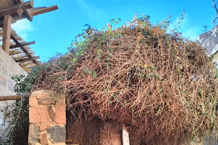Vine-draped stone shelter in St Catherine, Sinai, seen on Saint Catherine Mountain climbing adventure route