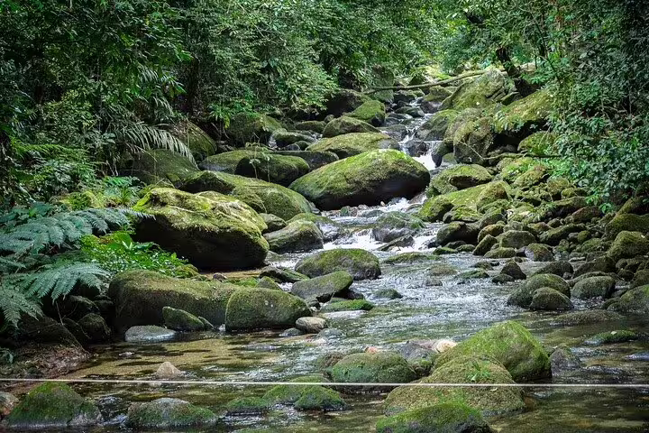 Moss-covered rocks and flowing stream in Bertioga's Coastal Trail, offering a tranquil nature exploration.