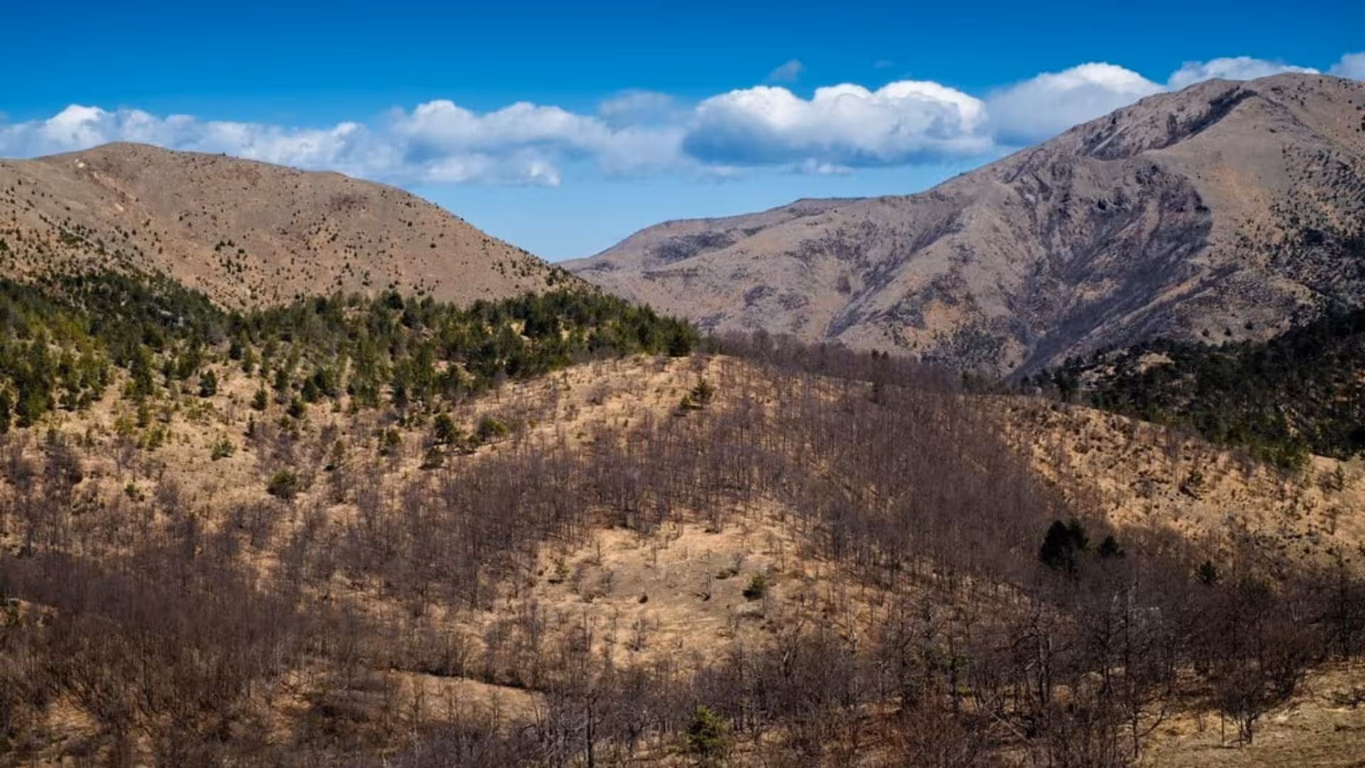 Majestic view of Mount Tobbio's rocky slopes and sparse forest in Capanne di Marcarolo Park under a bright blue sky.