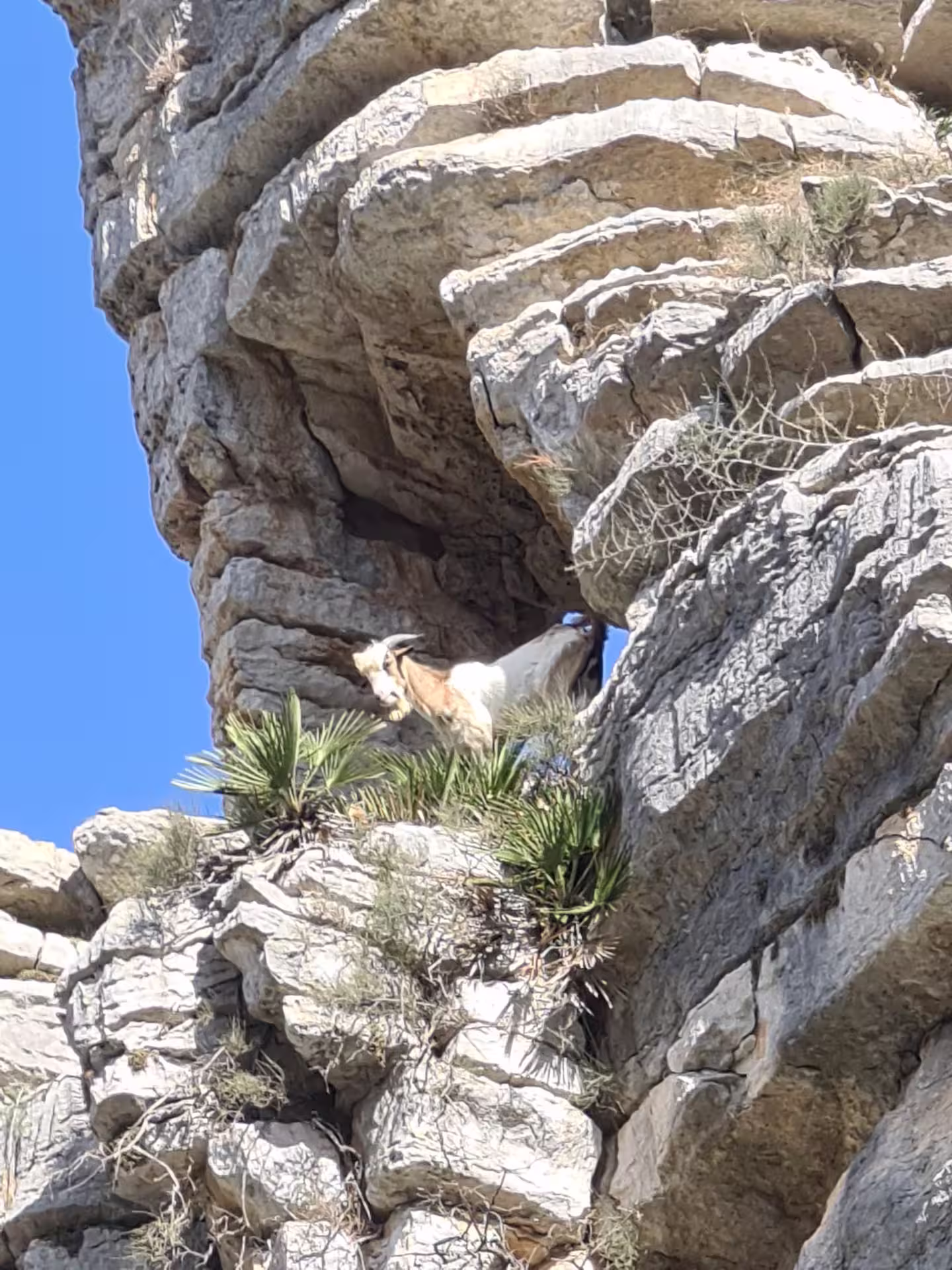 Mountain goat perched on rugged limestone cliffs at Canuto de la Utrera, showcasing natural beauty on a private hike.