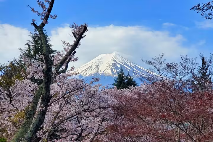 View of Mt. Fuji framed by cherry blossoms during a private tour with a bullet train return from Hakone.