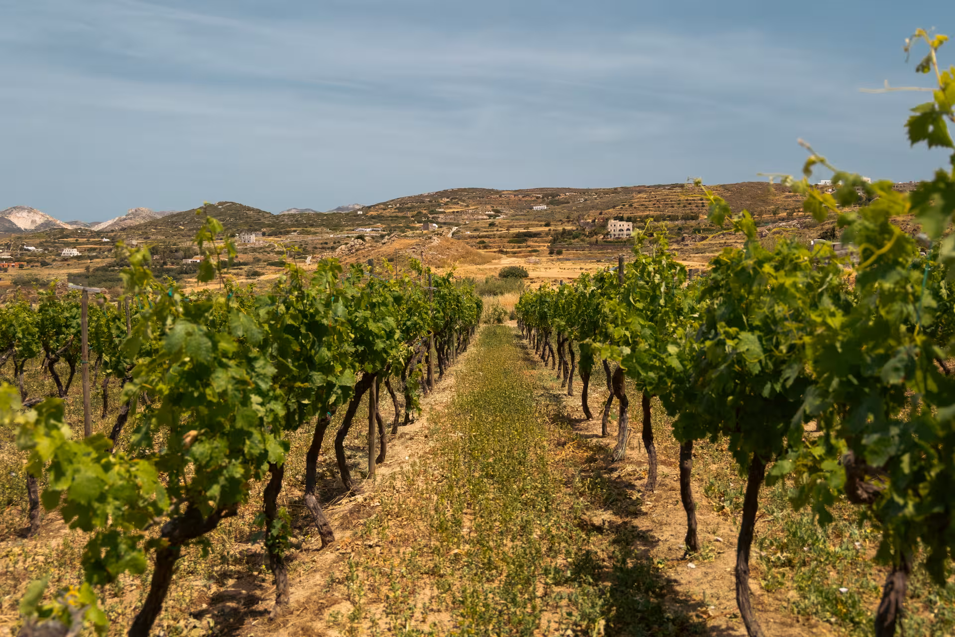 Vineyard rows in rural Naxos, Greece, on a cheese and wine trails tour through Cycladic countryside