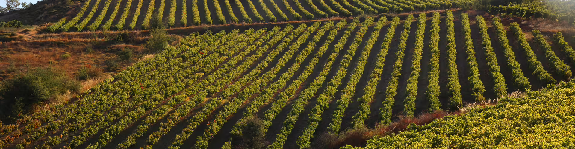 Sunlit Nemea vineyard rows in Peloponnese, Greece on private Nemean wine tour from Athens