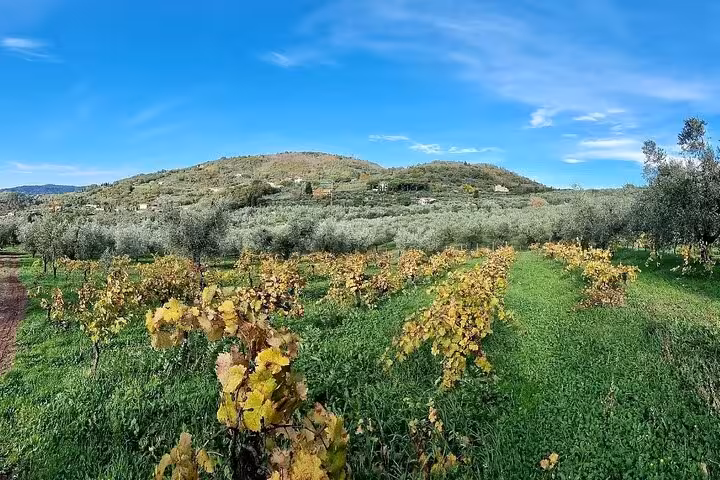 Scenic view of lush olive grove under a bright blue sky, ideal for guided tours with oil tasting experiences.