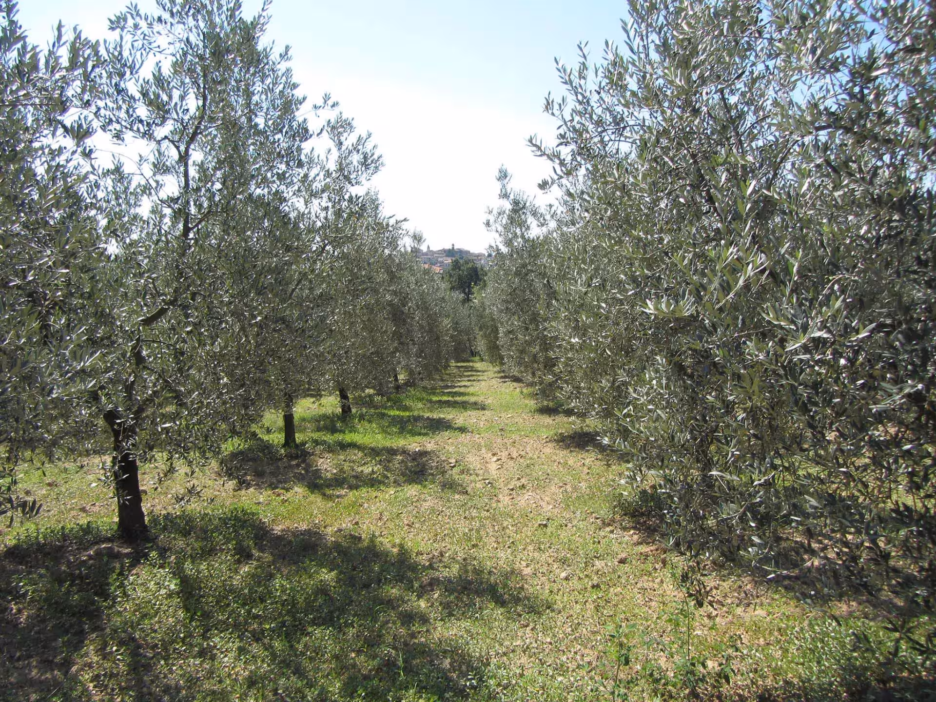Lush olive grove under a clear sky in Perugia, perfect setting for an olive oil tasting and mill visit.
