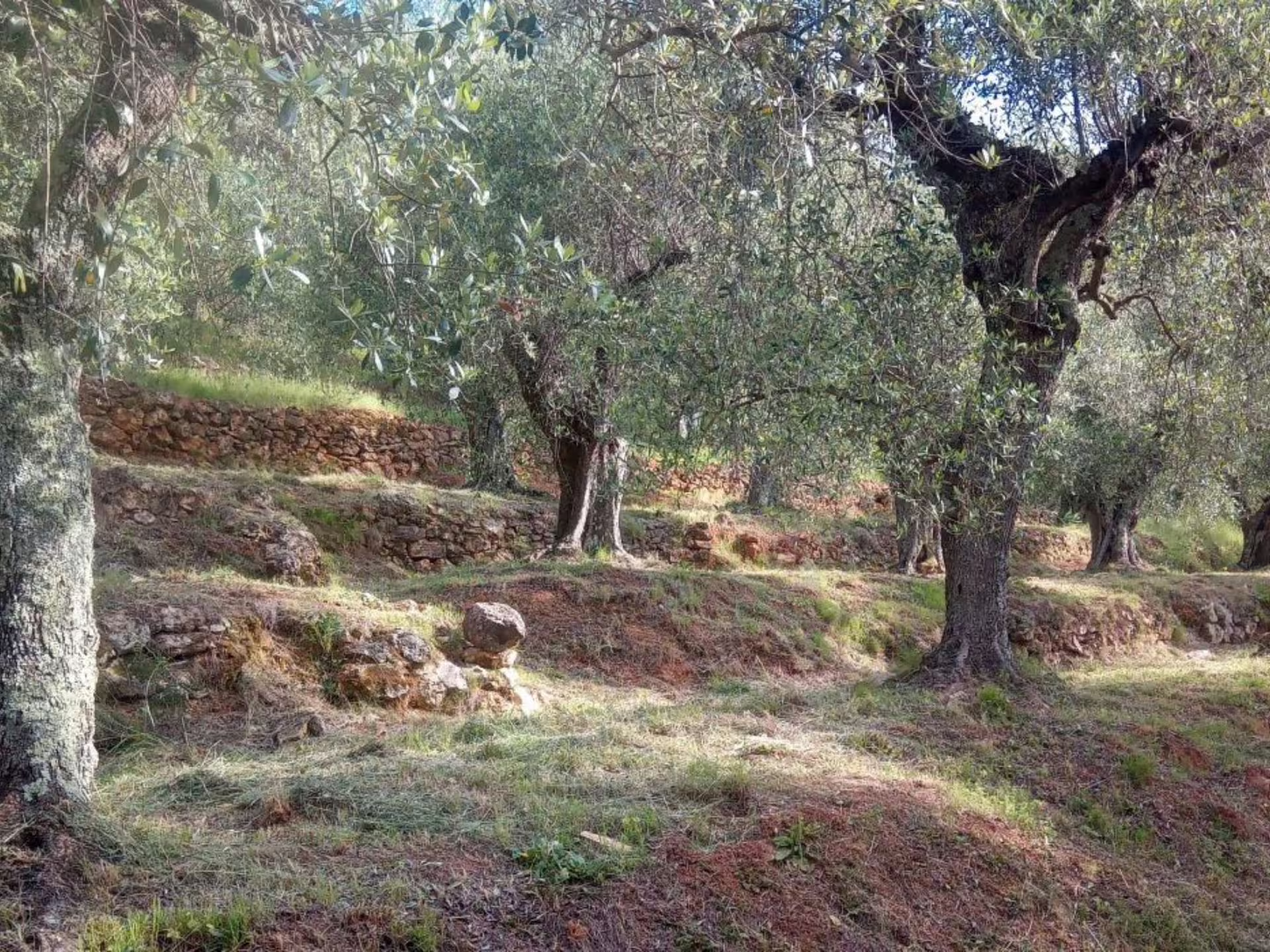 Rustic olive grove with ancient trees, an ideal setting for a traditional oil tasting tour near Pisa.