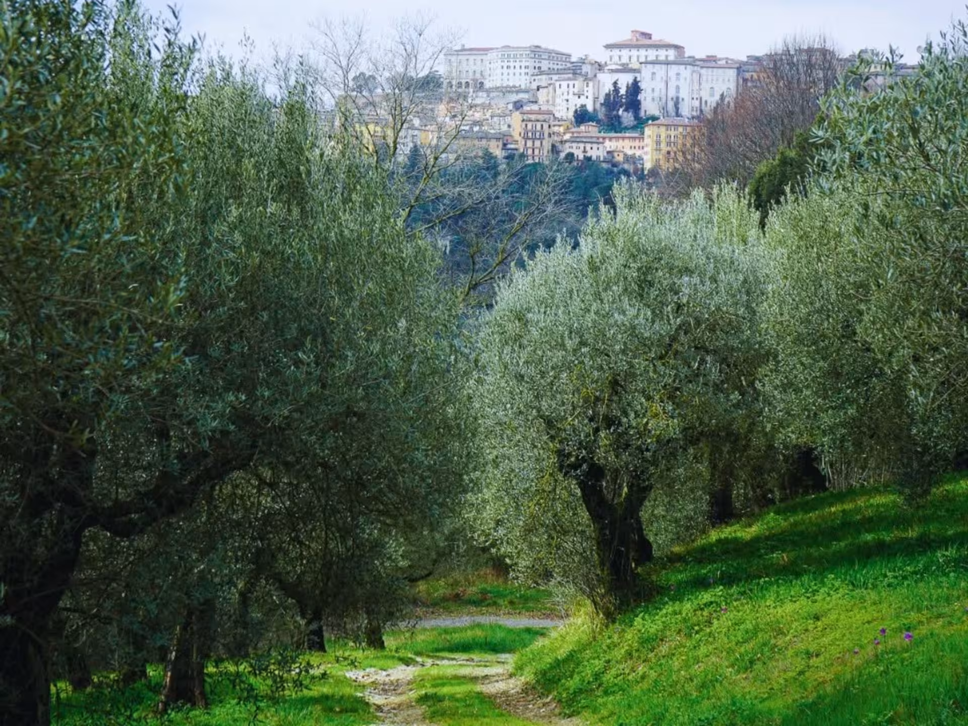 Scenic view of lush olive groves leading to the historic cityscape of Perugia.