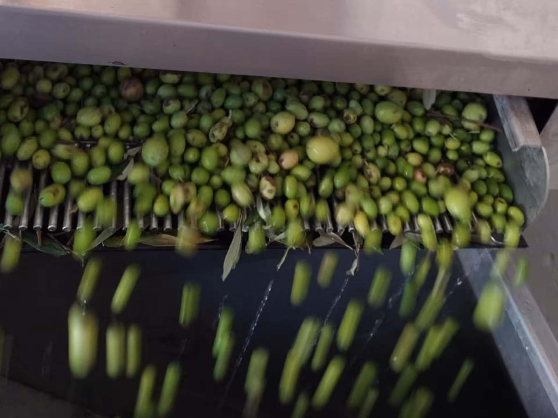 Fresh olives being processed in a traditional mill during the Olive Oil Tasting & Mill Guided Visit in Perugia.