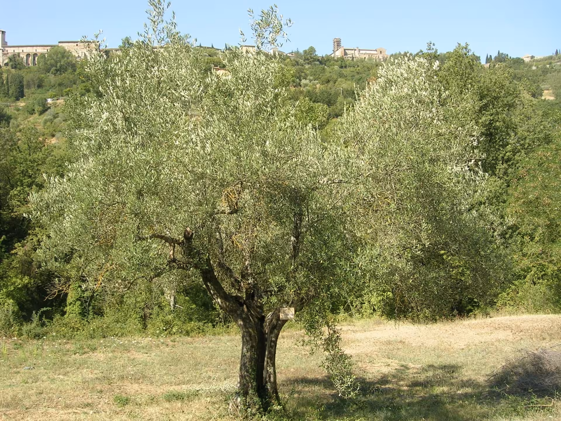 Scenic view of a lush olive tree in Perugia, Italy, part of the Olive Oil Tasting & Mill Guided Visit experience.