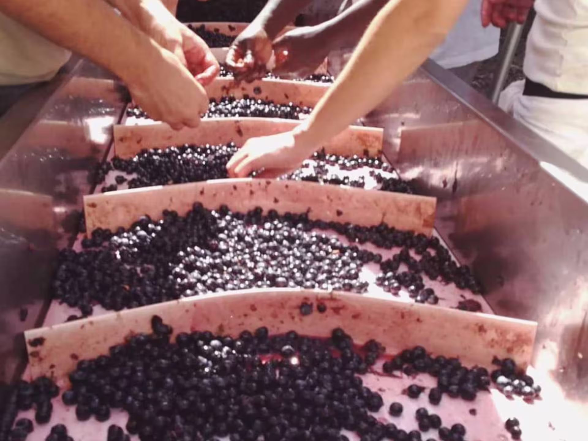 Hands sorting grapes during the winemaking process at an organic winery tour in Lucca, Tuscany.