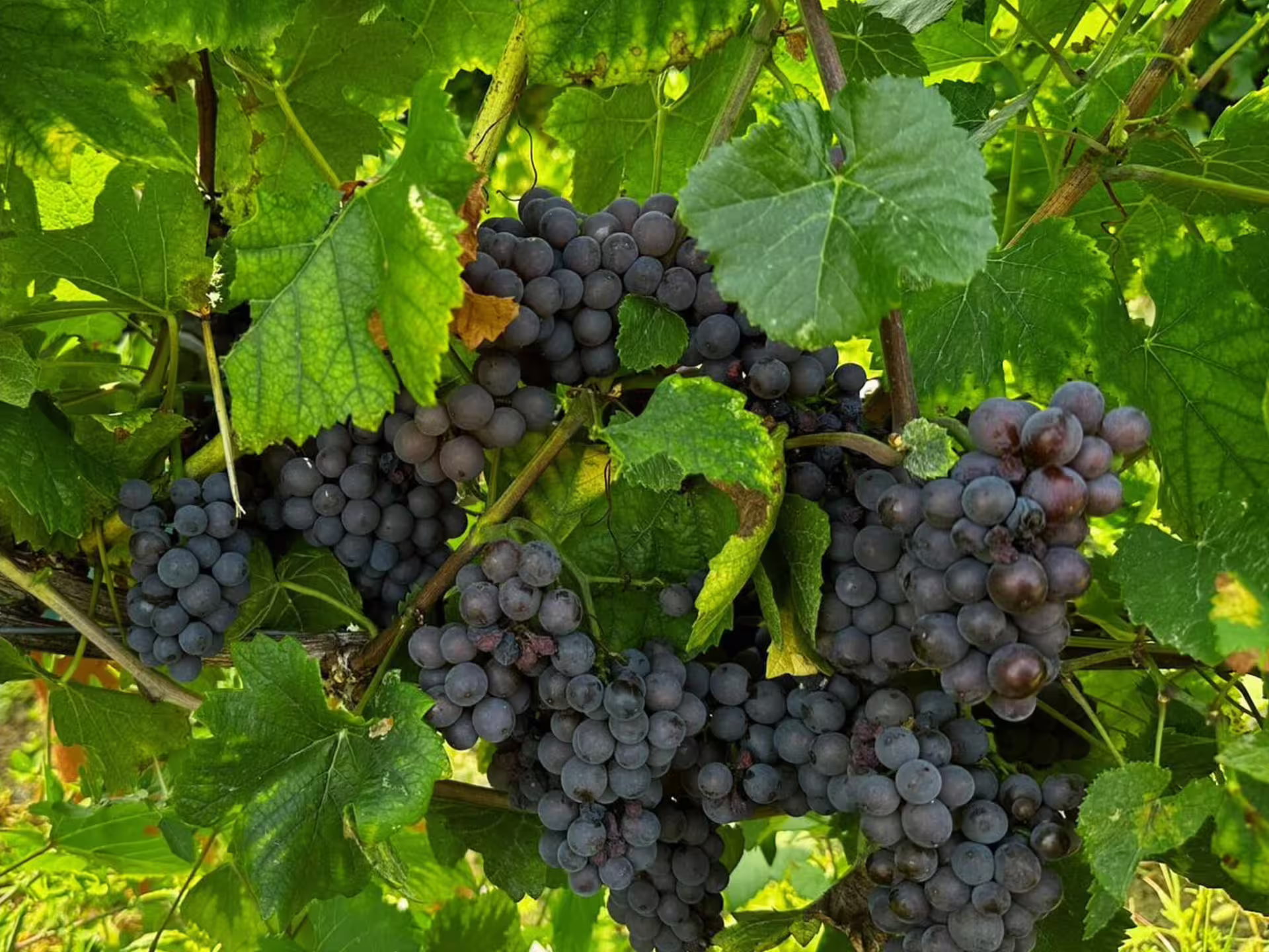 Ripe organic red wine grapes on the vine in Pavia vineyards during winery tour and tasting with local food