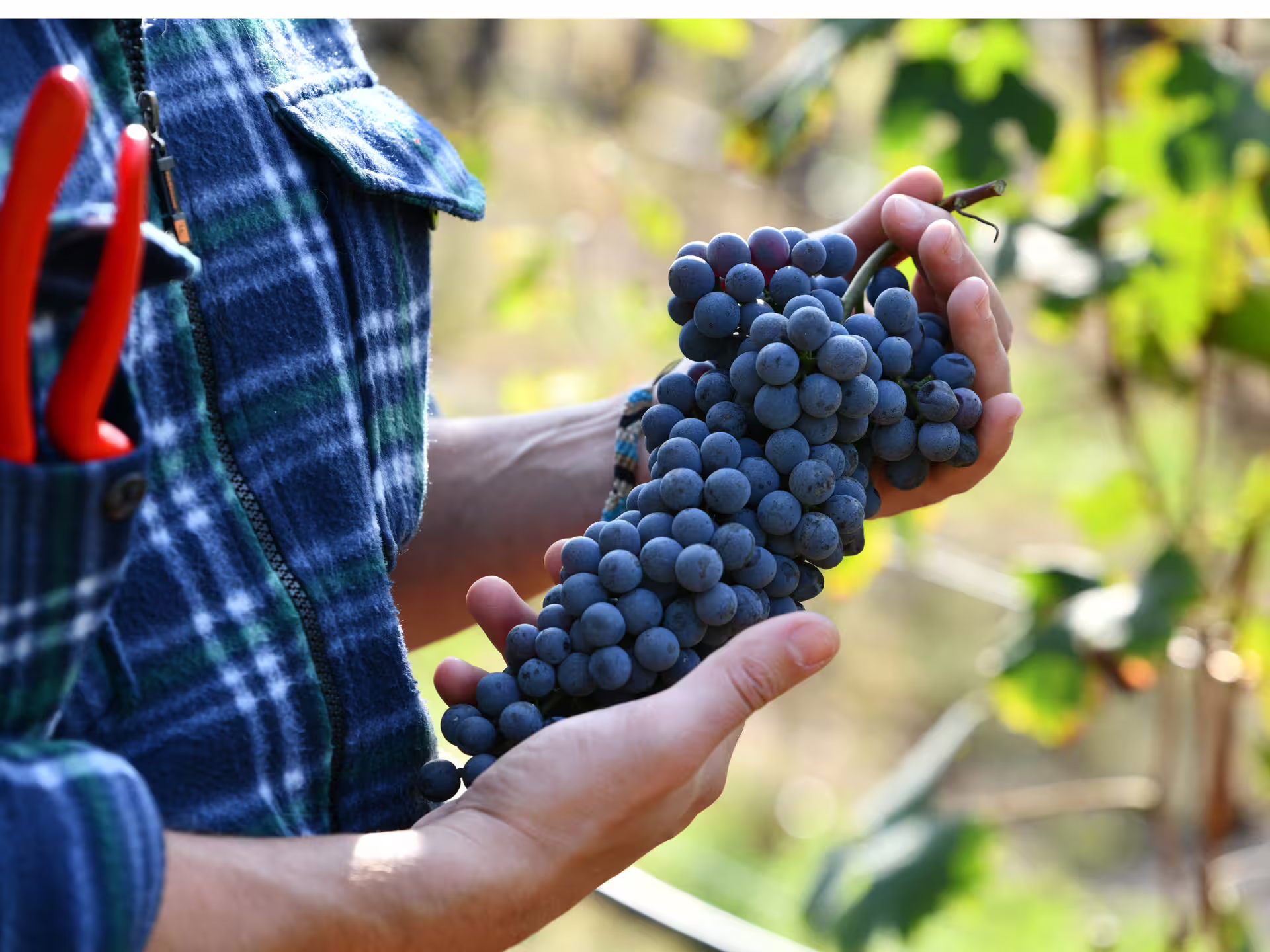 Hands holding freshly picked grapes in a vineyard near Turin, organic winery visit with wine and local food tasting