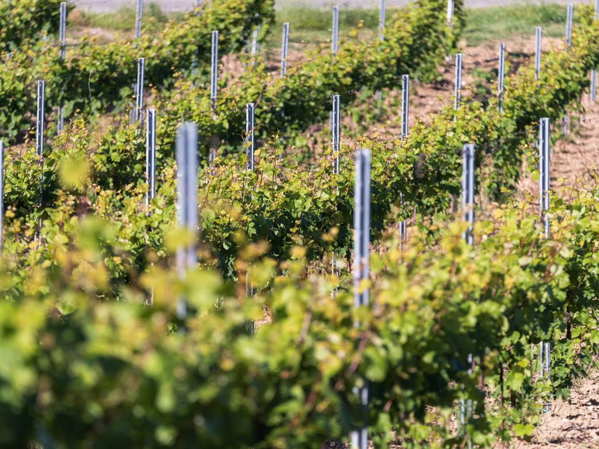 Rows of grapevines in Oltrepò Pavese near Pavia, part of an organic vineyard tour and wine tasting experience