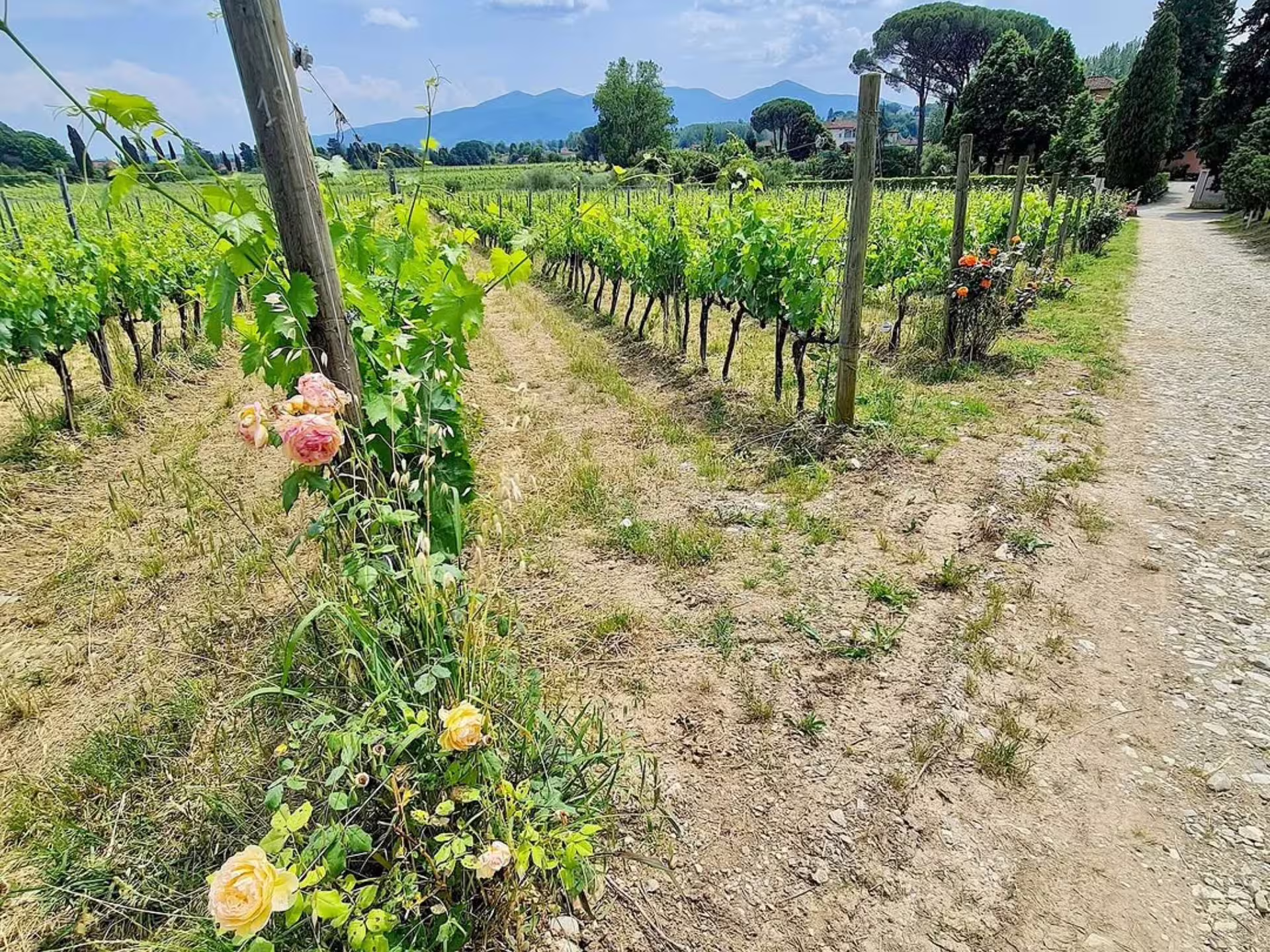 Lush vineyard in Lucca with blooming roses, perfect for an organic and biodynamic winery tour and tasting.