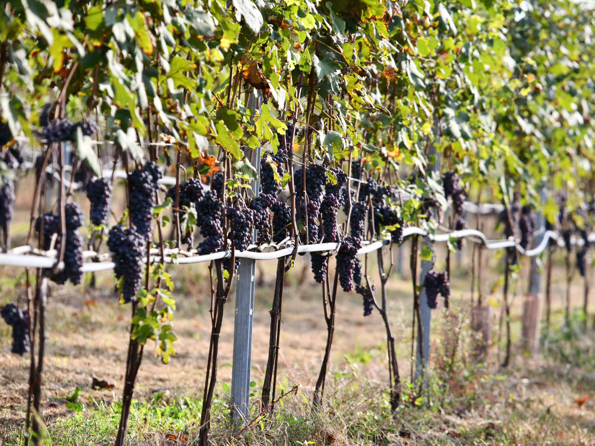 Ripe red grape clusters on vineyard vines during organic winery visit near Turin wine tasting tour