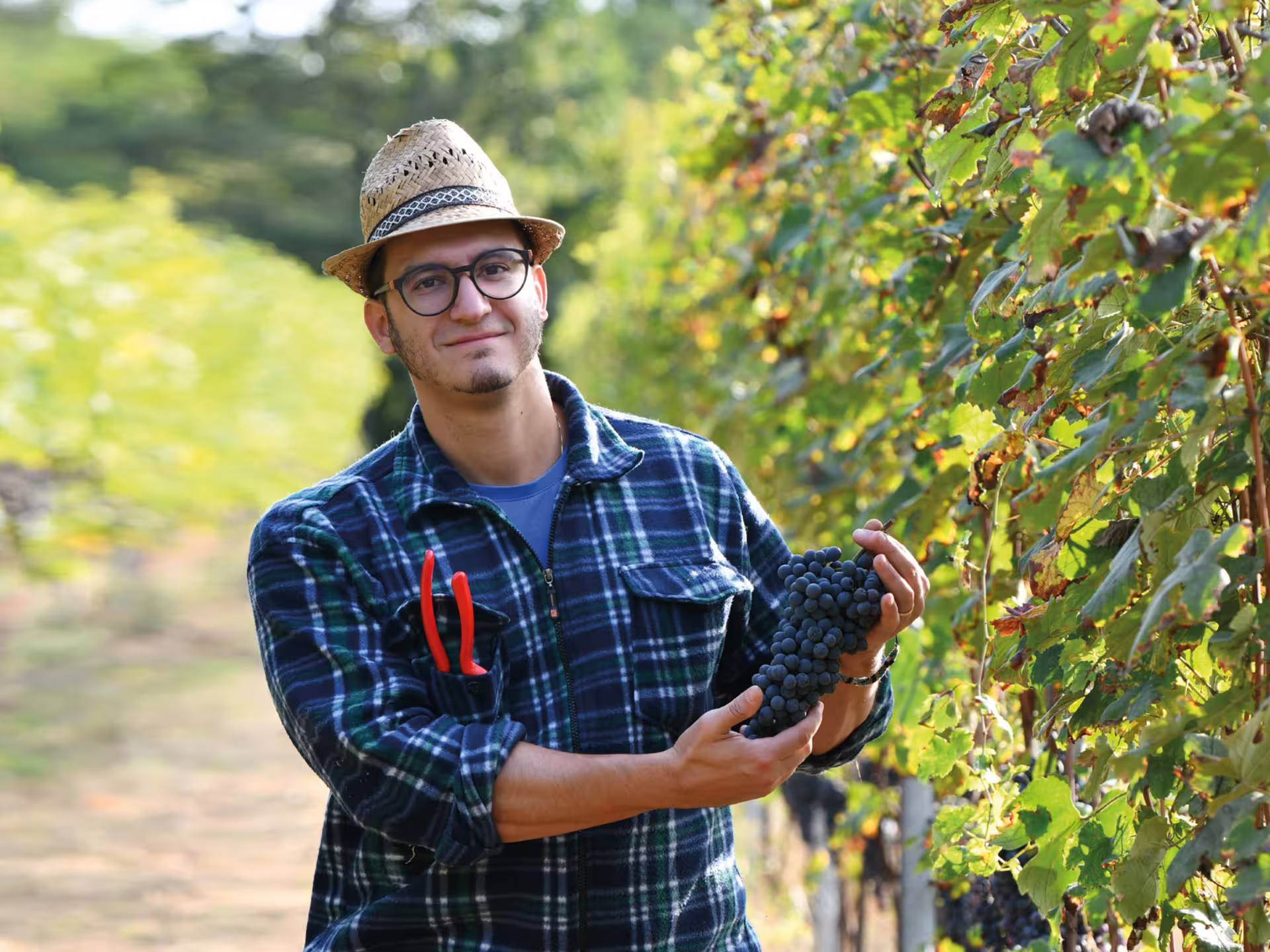 Vineyard host holds ripe grapes on organic winery tour near Turin, with wine and Piedmont food tasting