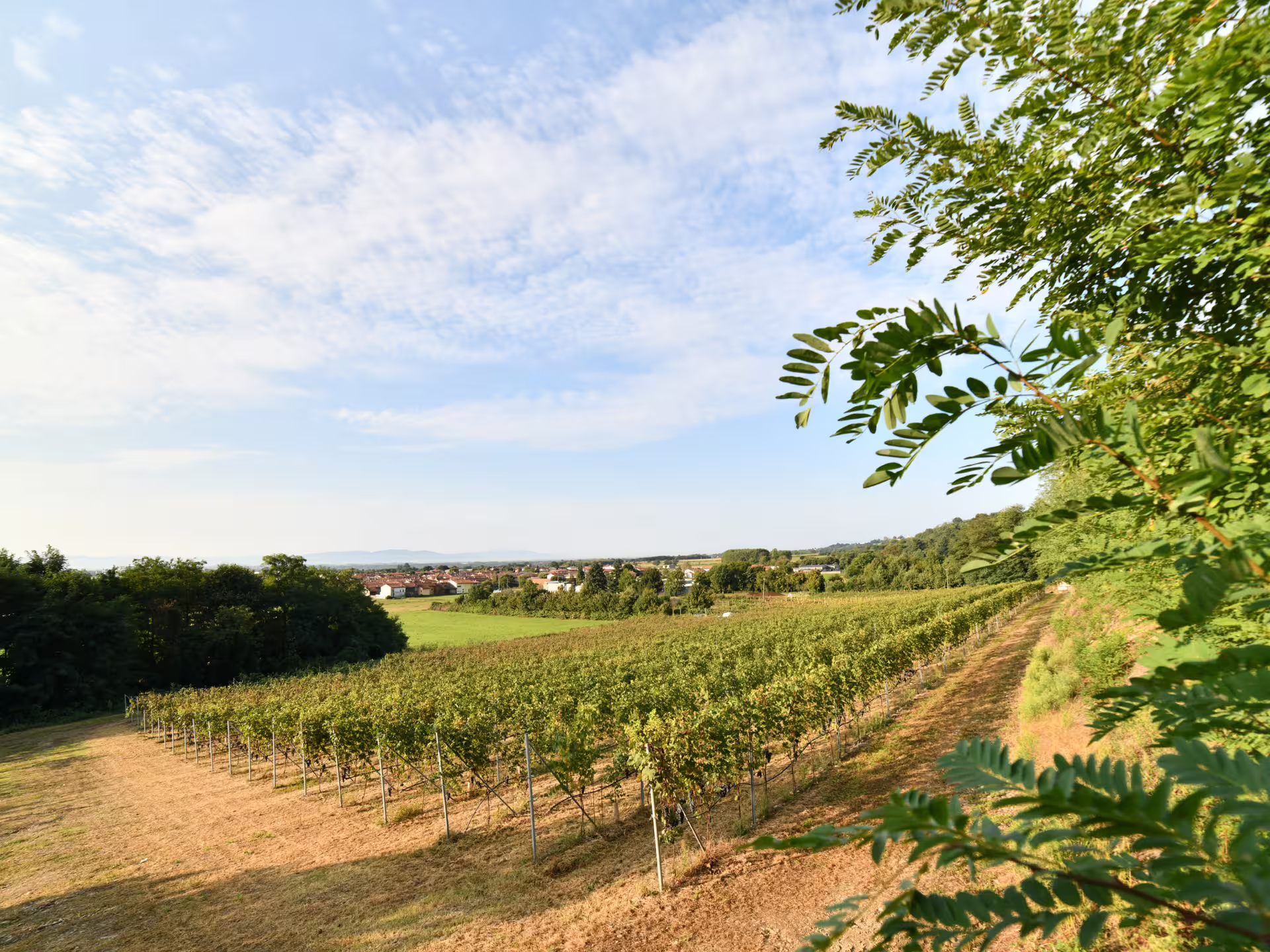 Panoramic vineyard near Turin, Piedmont, on organic winery tour with wine and local food tasting