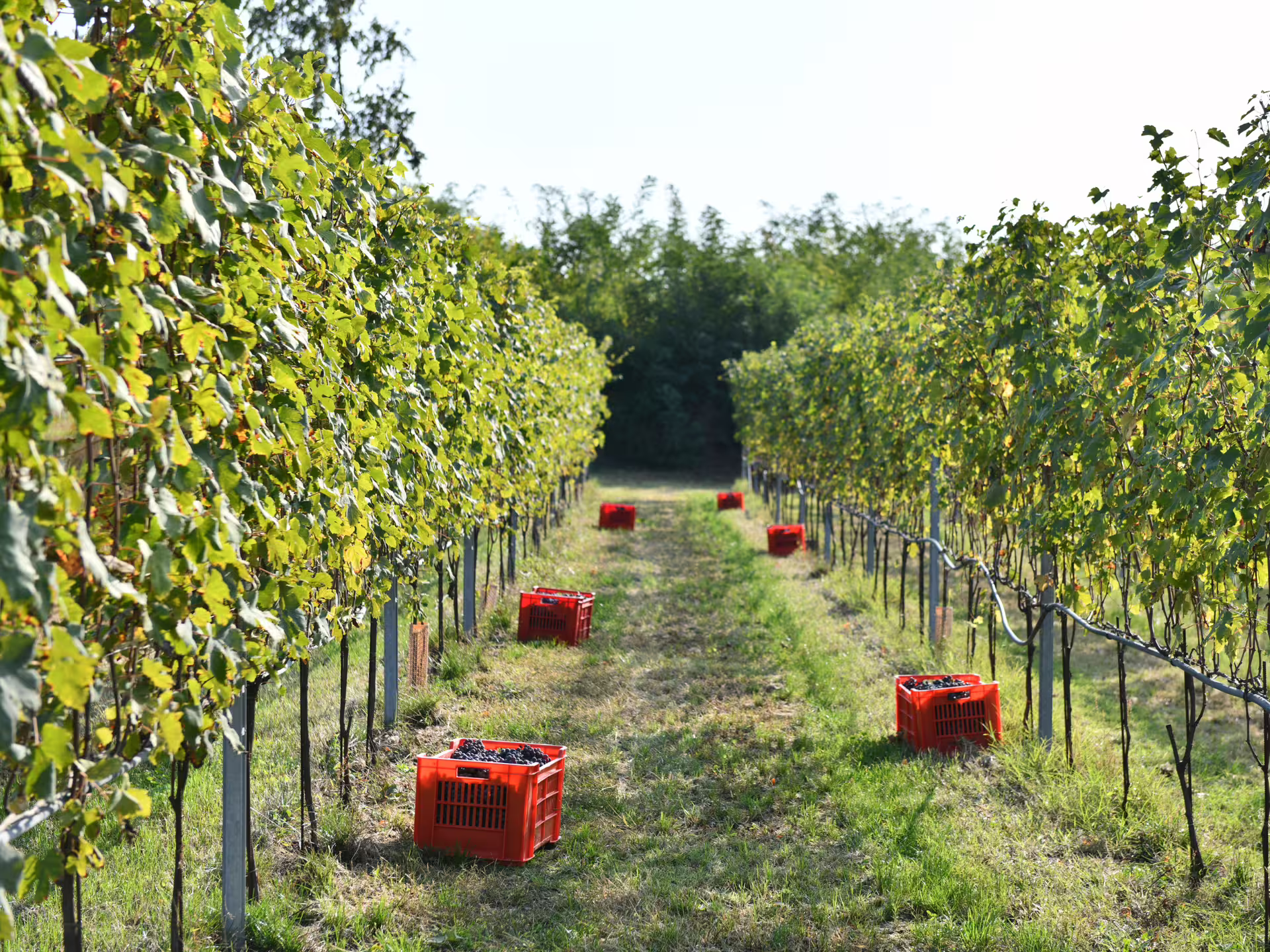 Organic vineyard rows near Turin with red harvest crates, showcasing grape picking for wine and food tasting tour