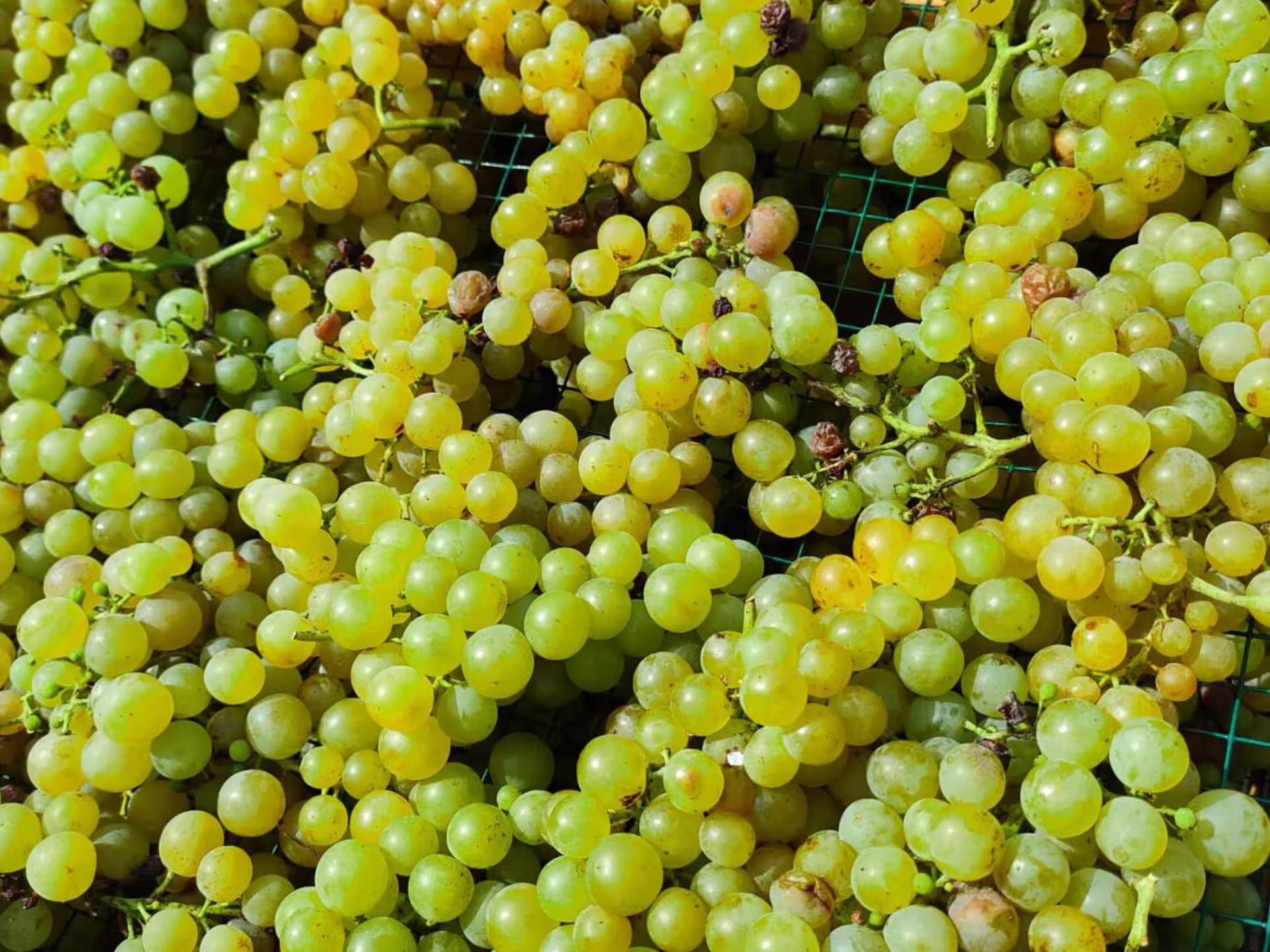 Fresh organic white grapes harvested in Pavia vineyards for winery visit and wine tasting with food pairing