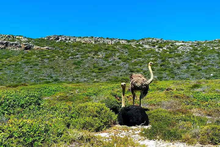 Two ostriches in their natural habitat at Cape of Good Hope, a highlight of the private South Africa tour.