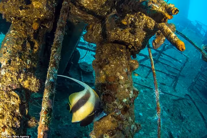 Tropical fish swimming through a coral-covered shipwreck, ideal for PADI Advanced Open Water wreck dive