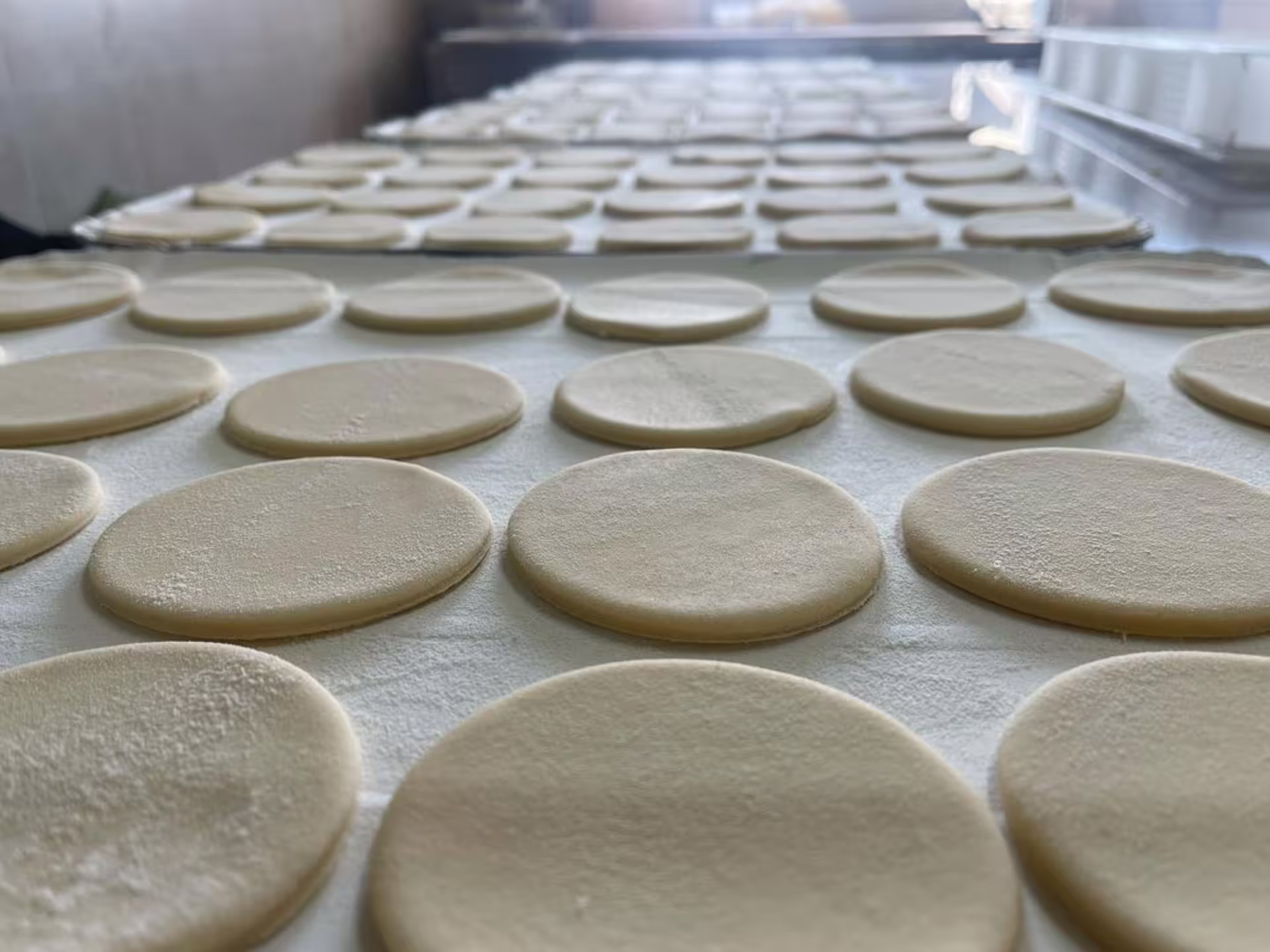 Fresh cheese rounds drying on trays, part of the Parmigiano Reggiano production tour and tasting near Modena