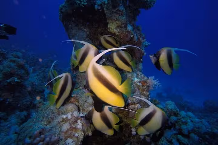 Tropical reef fish schooling on a coral pinnacle during PDI Advanced Open Water course deep dive training