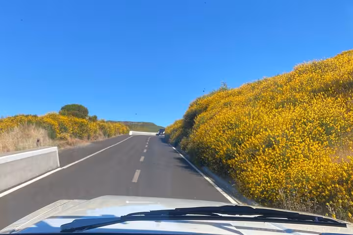 Driving Madeira’s east coast road on a 4x4 expedition, with bright yellow blooms en route to Ponta São Lourenço