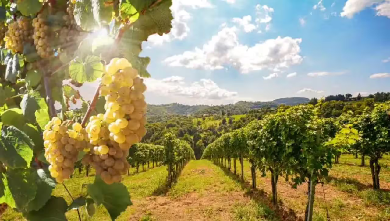 Sunlit grapes hanging in a lush vineyard in Piedmont, showcasing the region's rich wine tradition and scenic beauty.