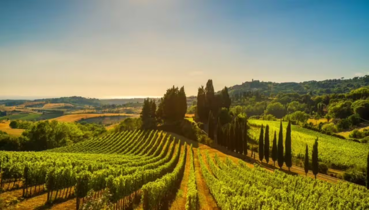 Expansive view of vibrant vineyards in Piedmont under a clear blue sky, perfect for exploring Italian wine culture.